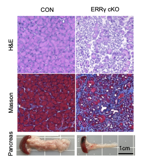 pancreas staining