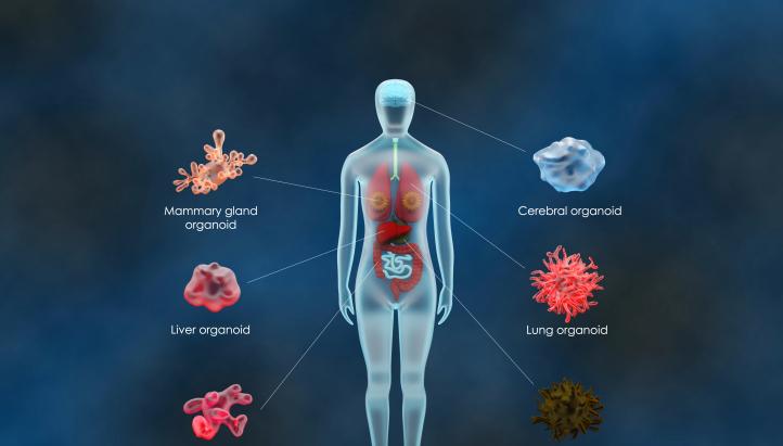 human organoids